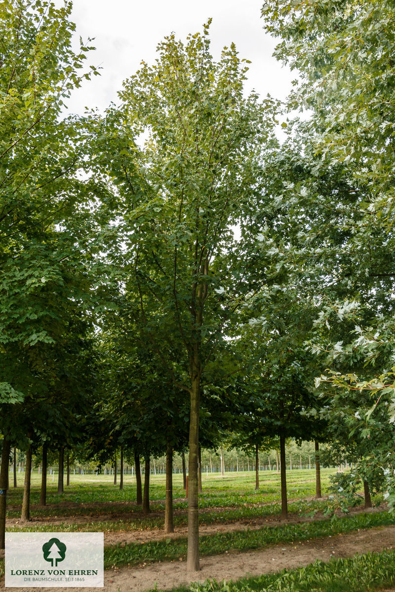 Acer rubrum 'Scanlon'