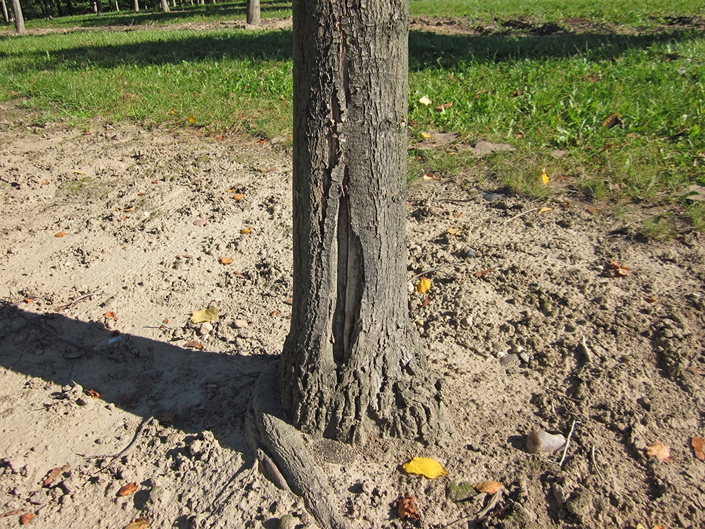 Gehölzkunde - Schadbilder erkennen und behandeln