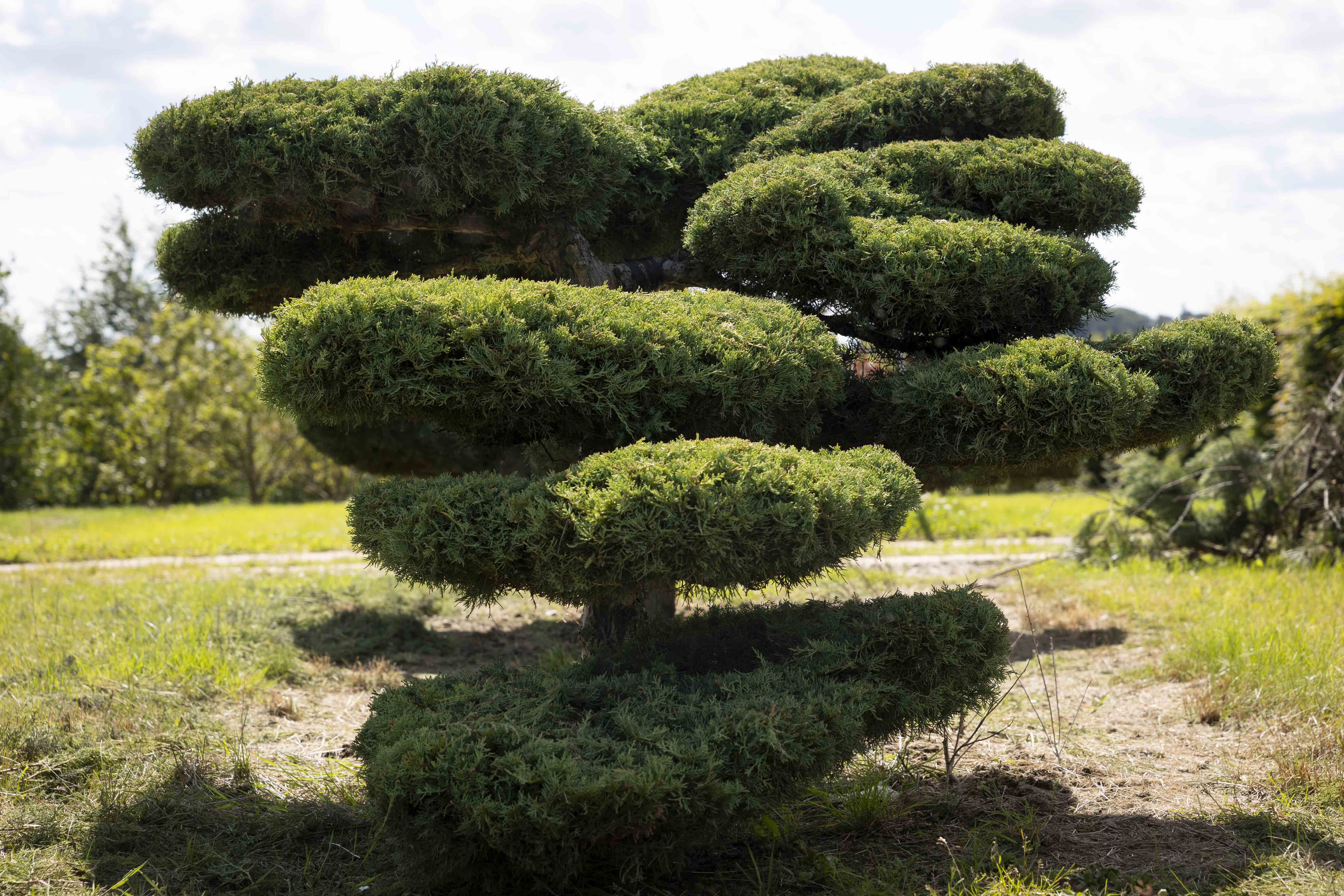 Juniperus media 'Pfitzeriana Glauca' Bonsai