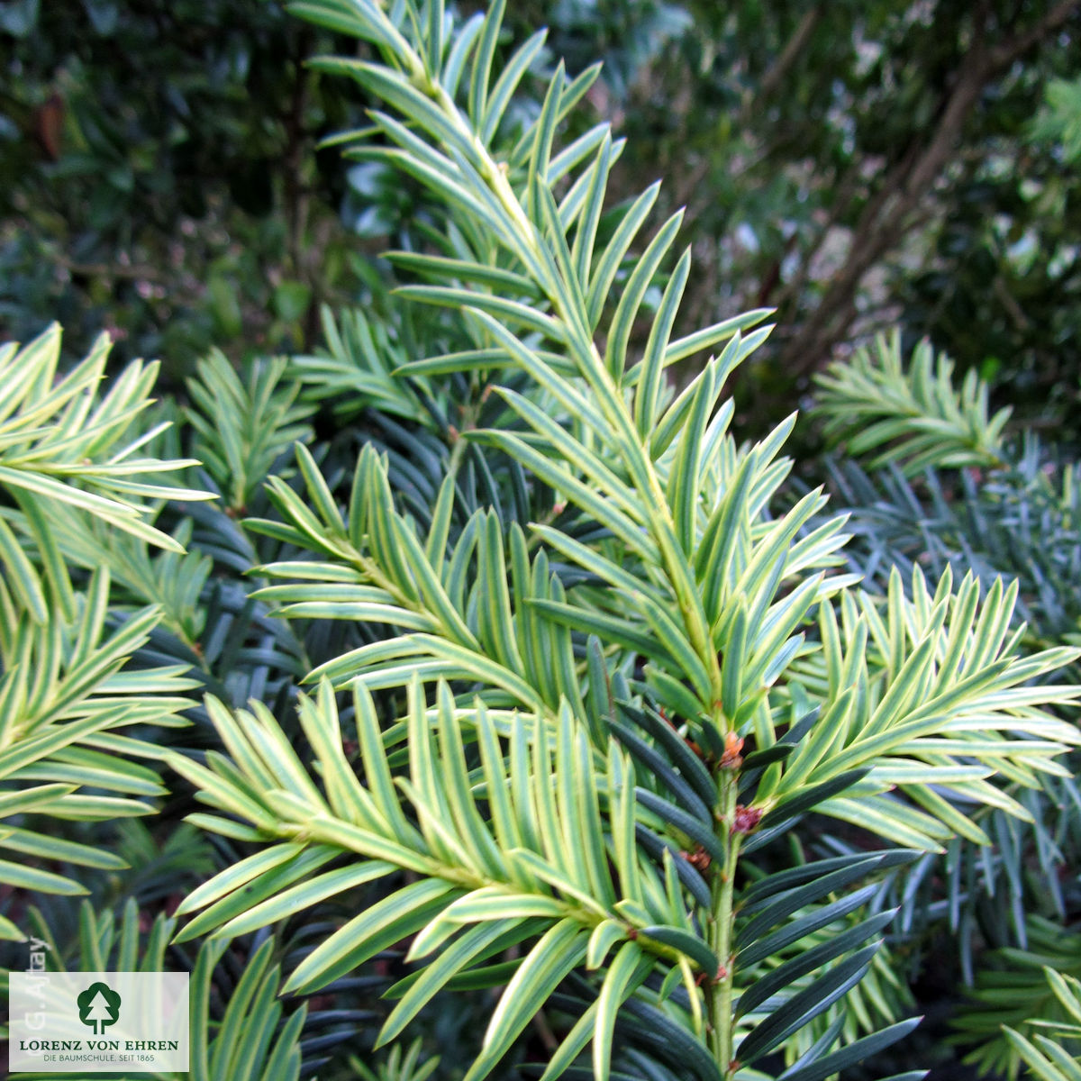 Taxus baccata 'Summergold'