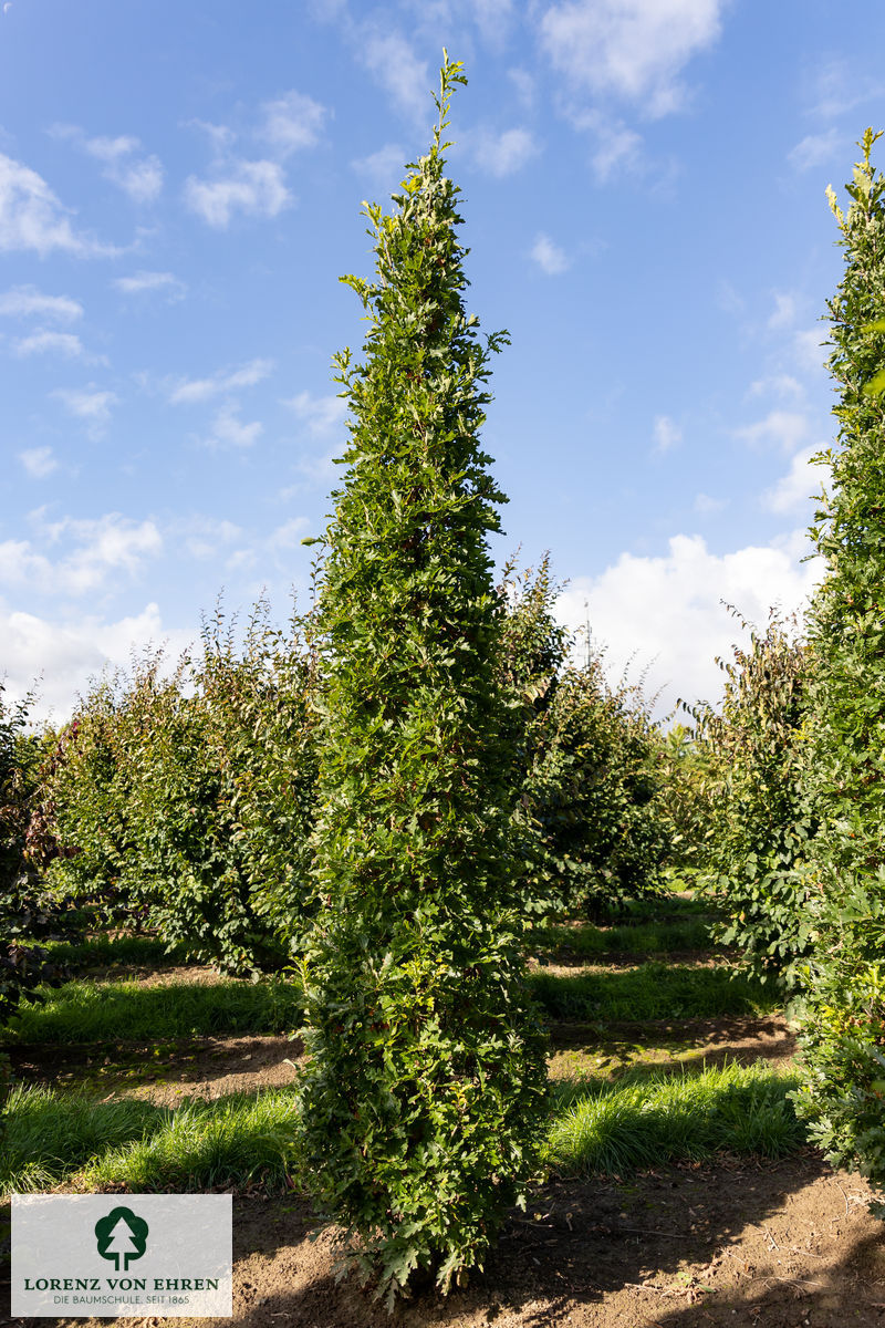 Quercus warei 'Long'