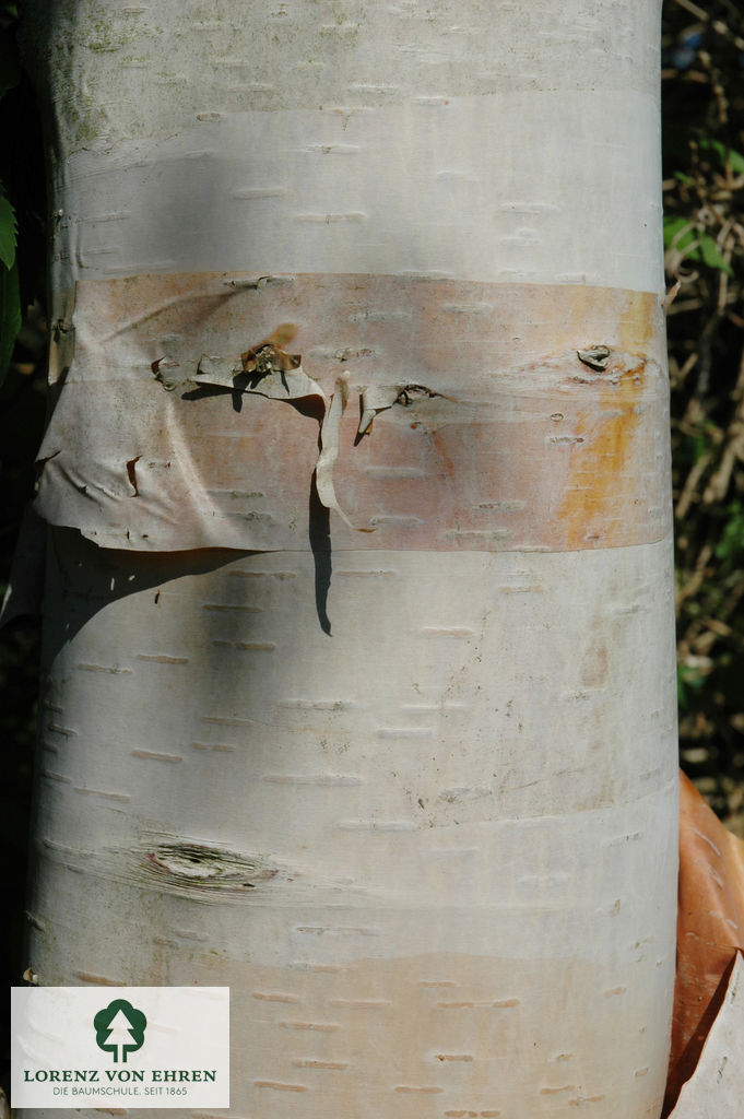 Betula albosinensis