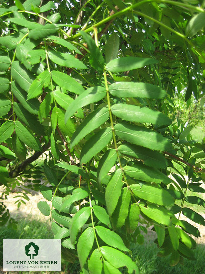 Sorbus domestica