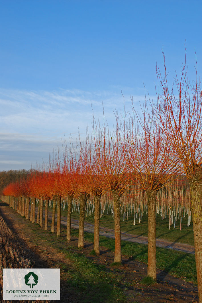 Salix alba 'Chermesina'