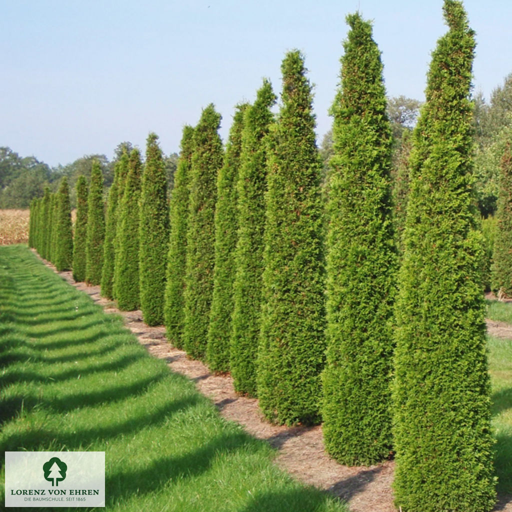 Thuja occidentalis 'Smaragd'