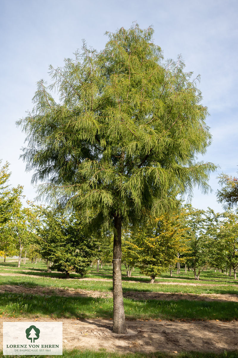 Taxodium distichum