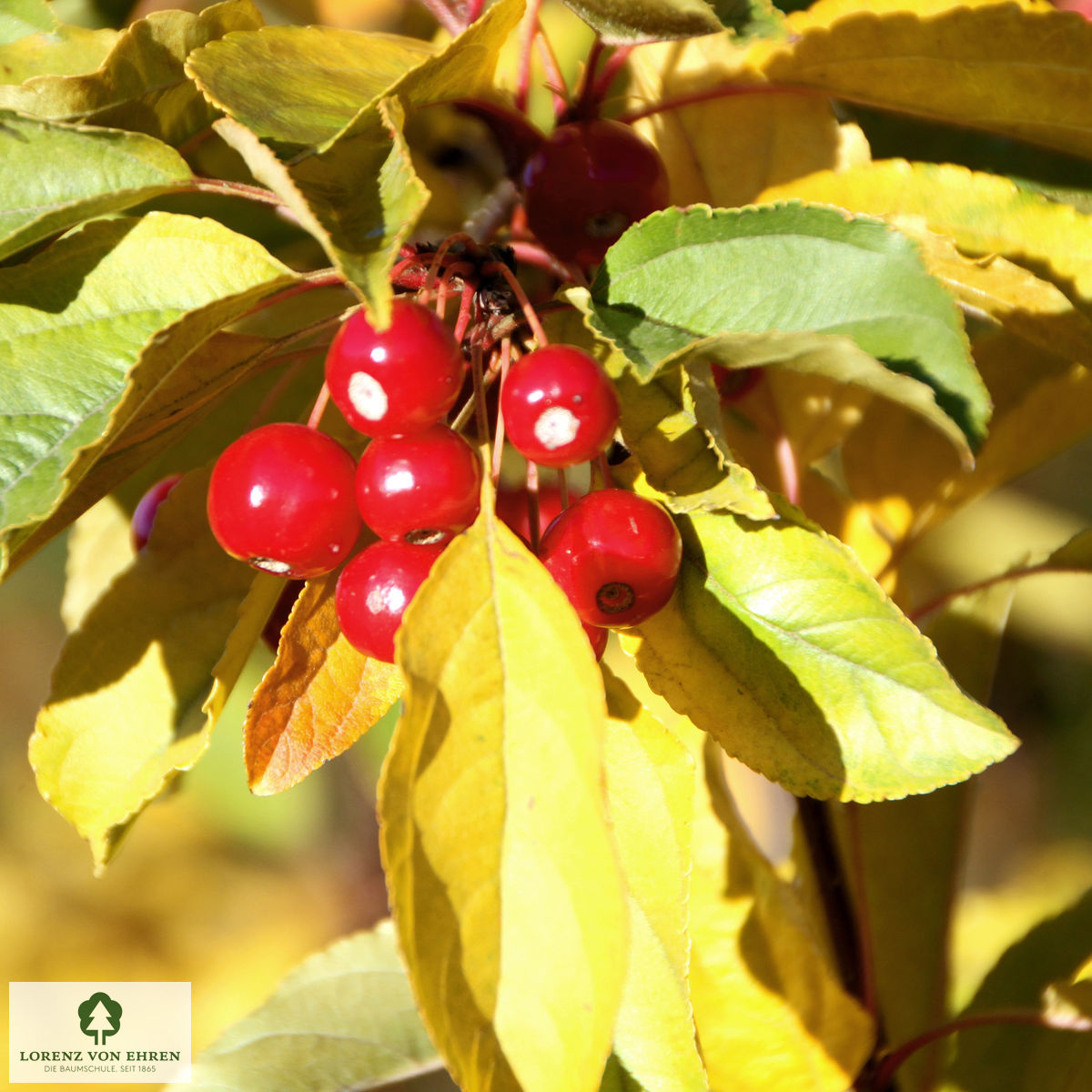 Malus 'Red Jewel'