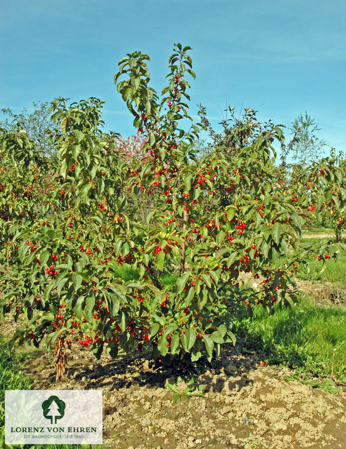 Malus 'Red Jewel'