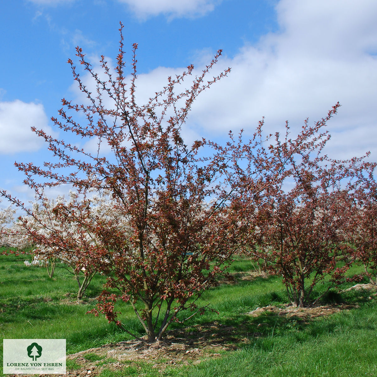 Malus 'Coccinella'