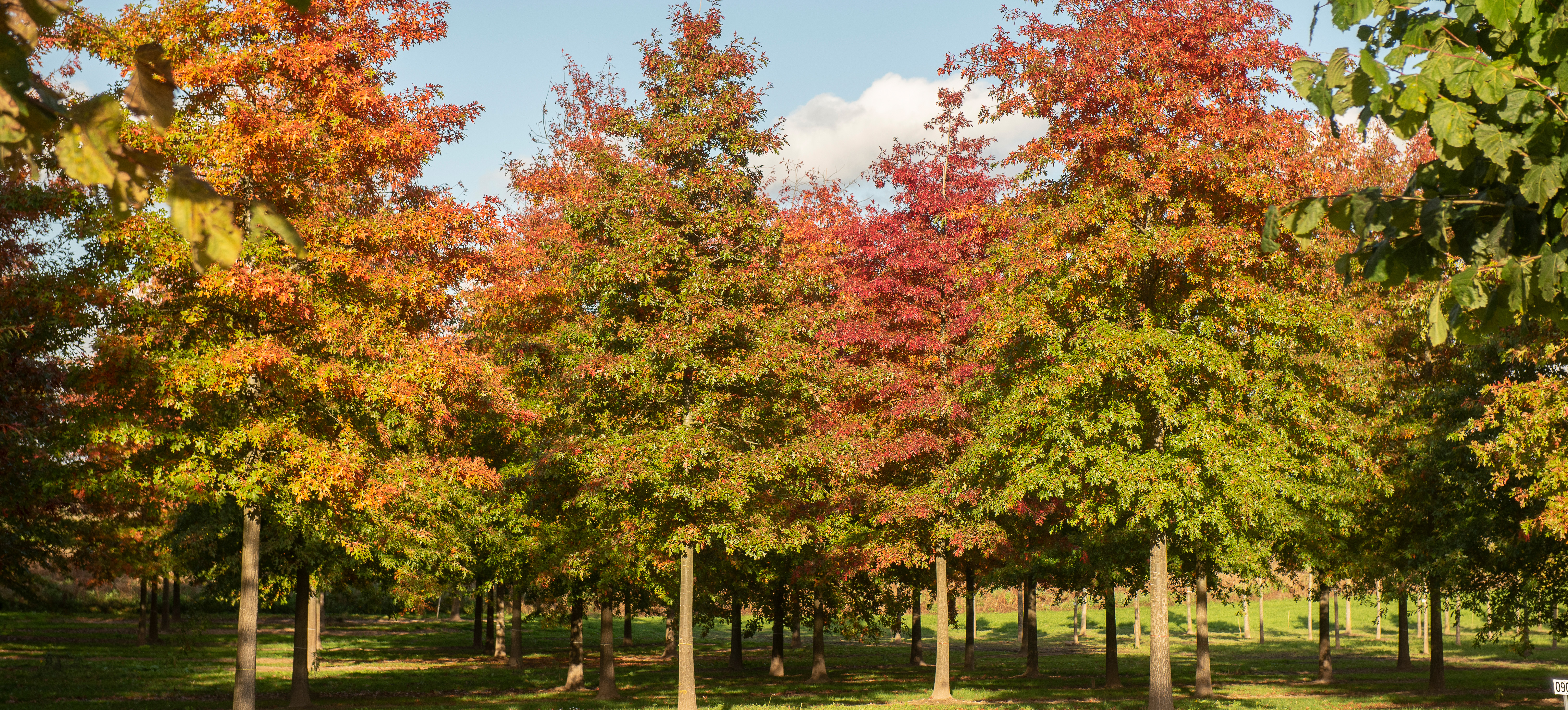 Große Bäume in Herbstfärbung