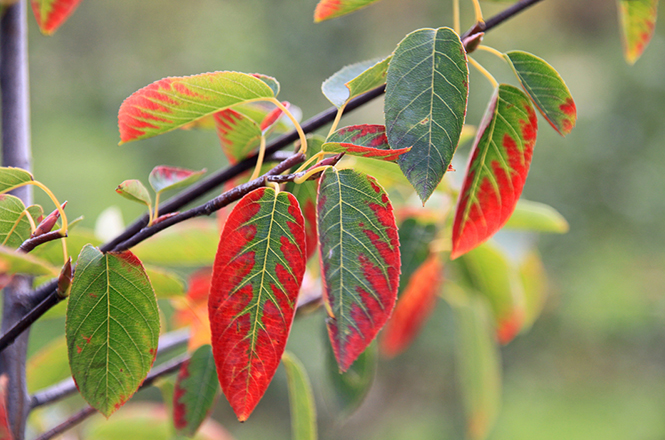 The leaf of the rock pear Amelanchier with the onset of autumn colour.