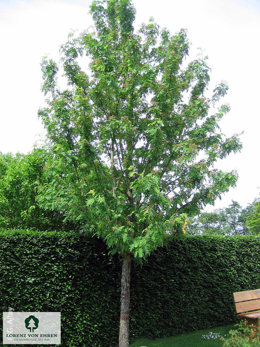 Sorbus domestica