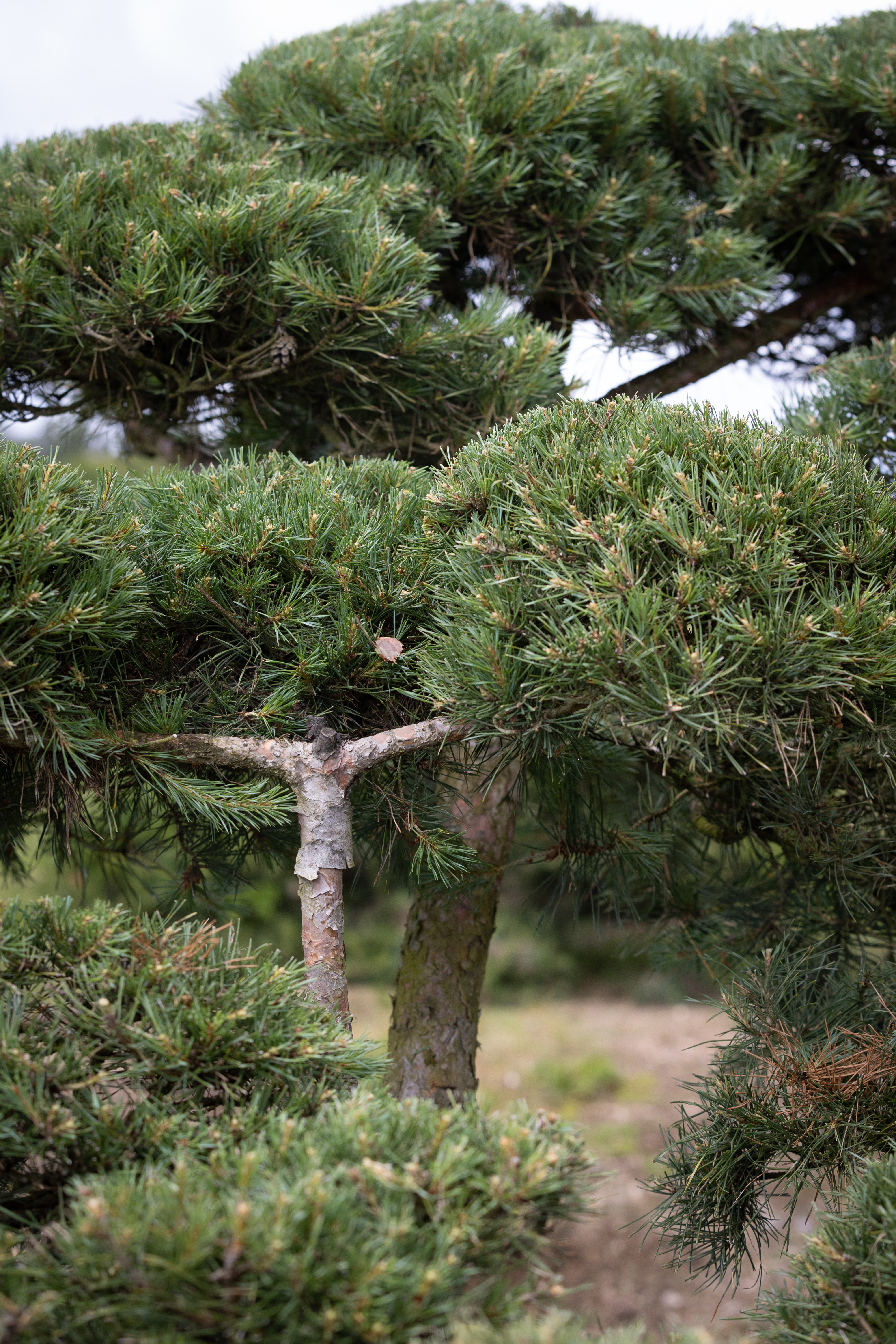 Pinus sylvestris Windswept Bonsai Pinus sylvestris Windflüchter Bonsai