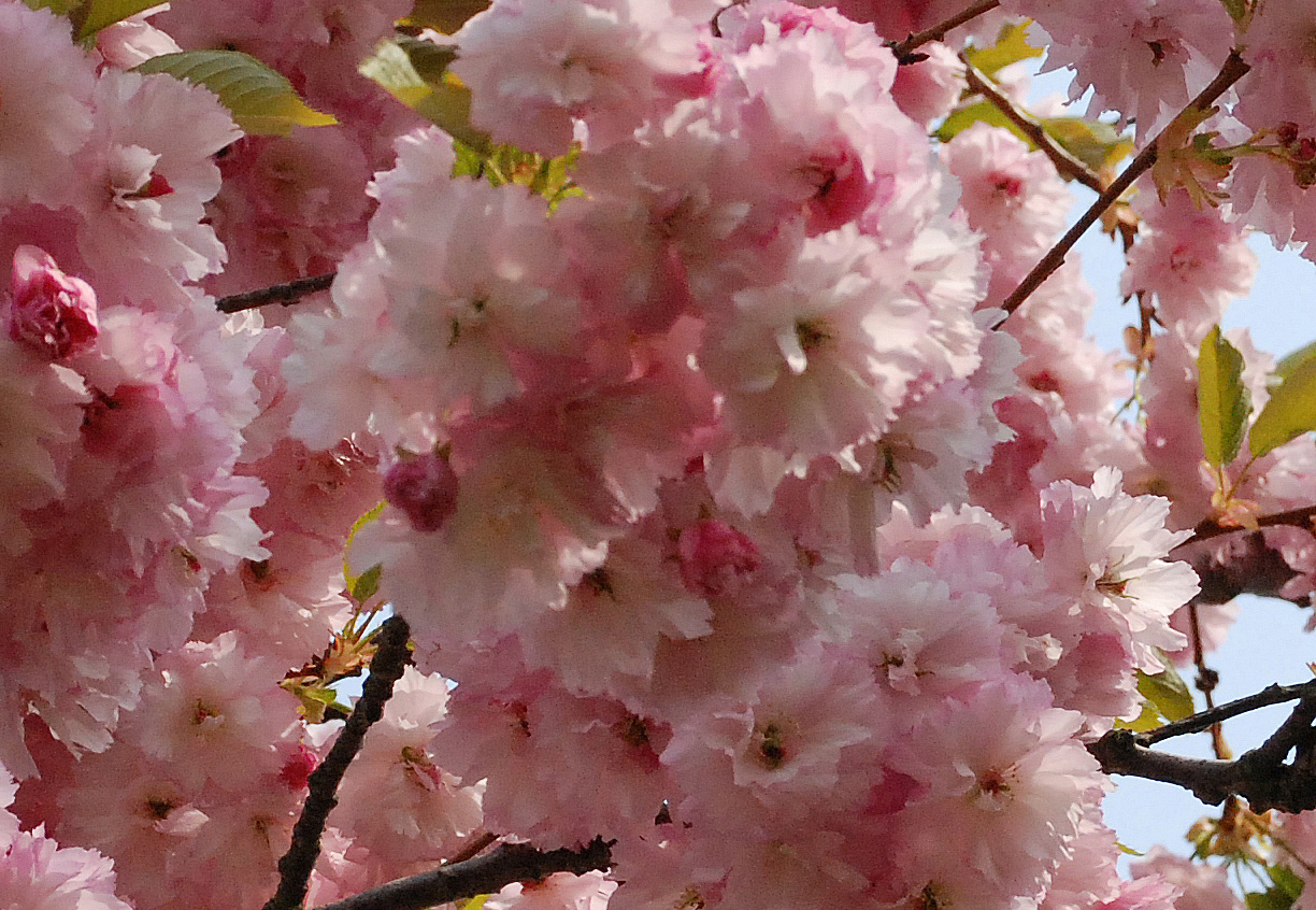  Rosa Blüten Japanischen Blütenkirsche Blütenkirsche 'Pink Perfect'nk Perfect'