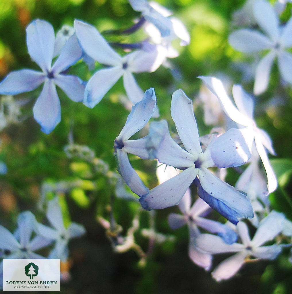 Phlox divaricata 'Clouds of Perfume'