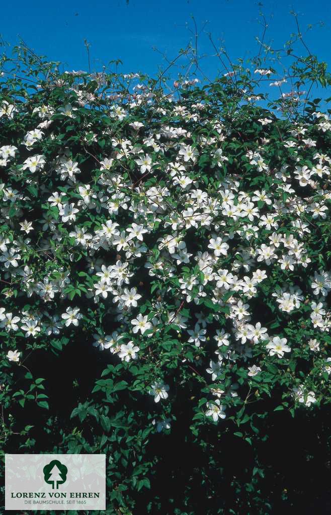 Clematis viticella 'Huldine'