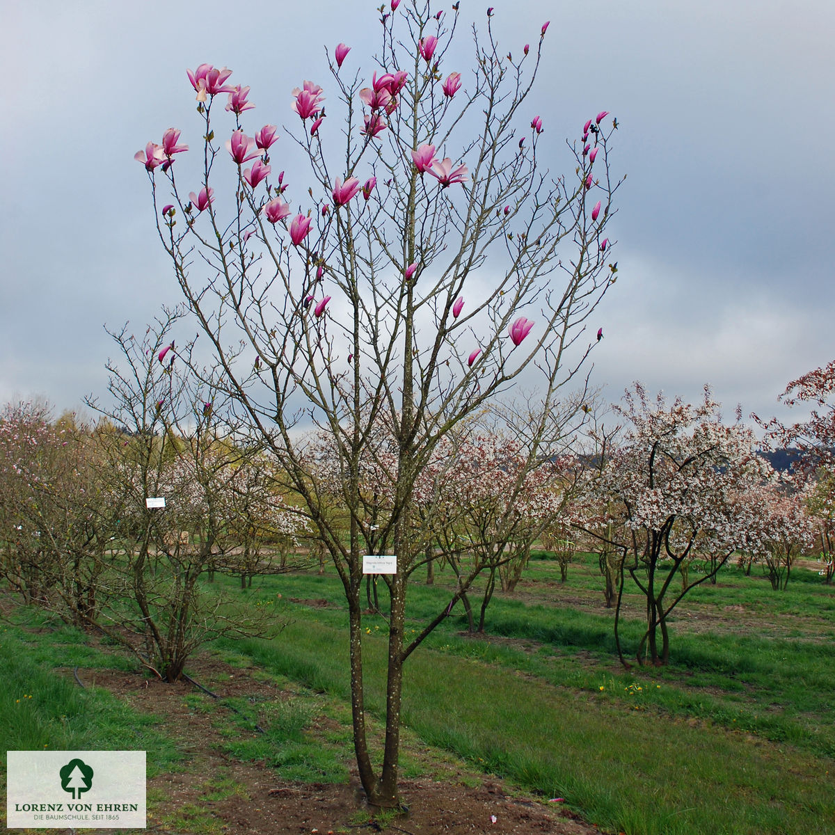 Magnolia liliiflora 'Nigra'