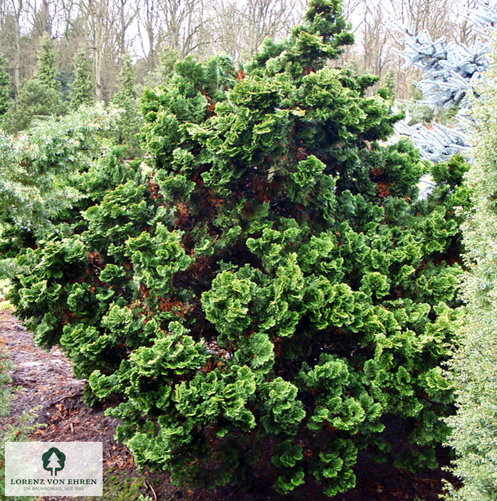 Chamaecyparis obtusa 'Nana Gracilis'