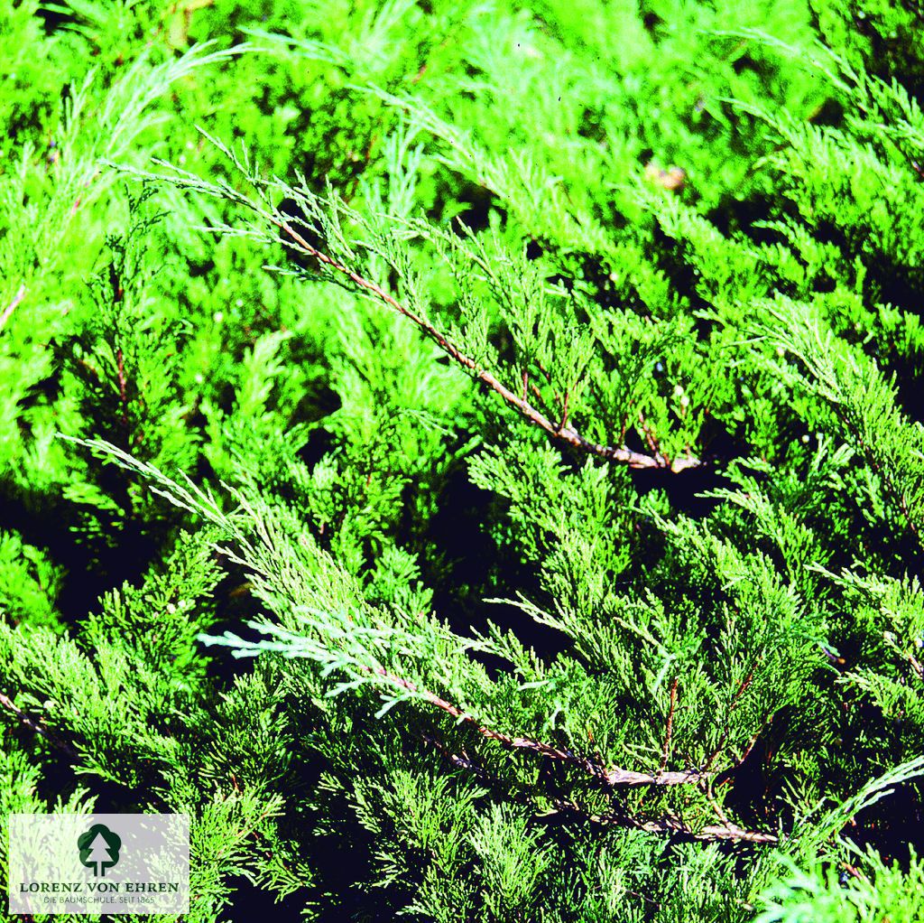 Juniperus sabina 'Mas'