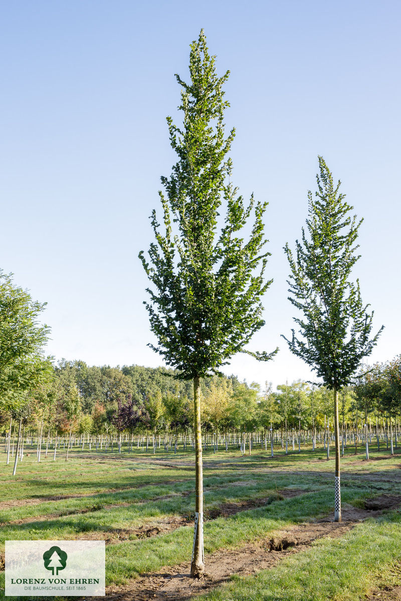 Ulmus hollandica 'Columella'