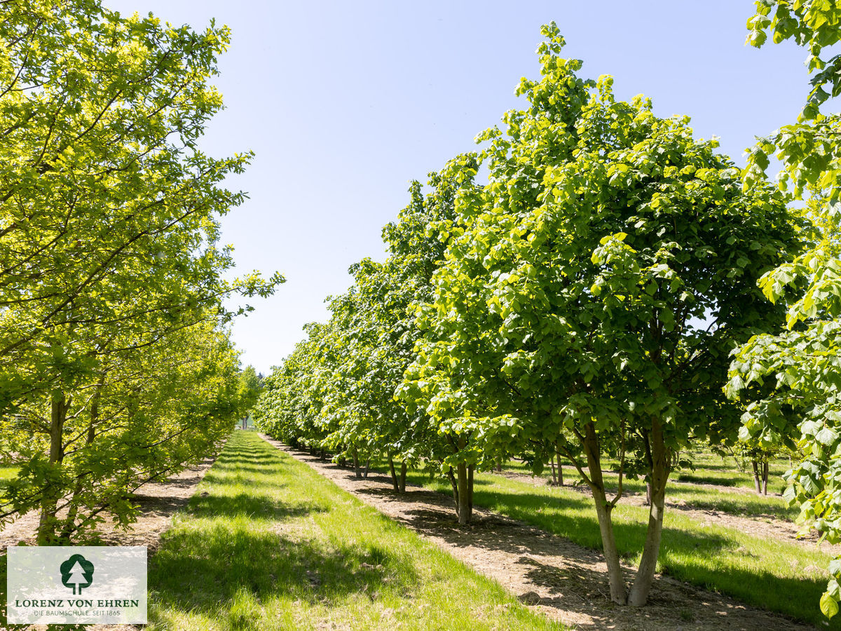 Tilia platyphyllos