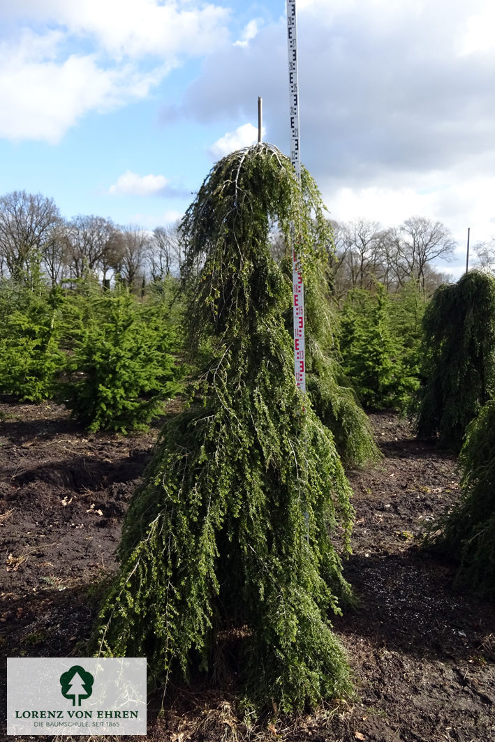 Tsuga canadensis 'Pendula'