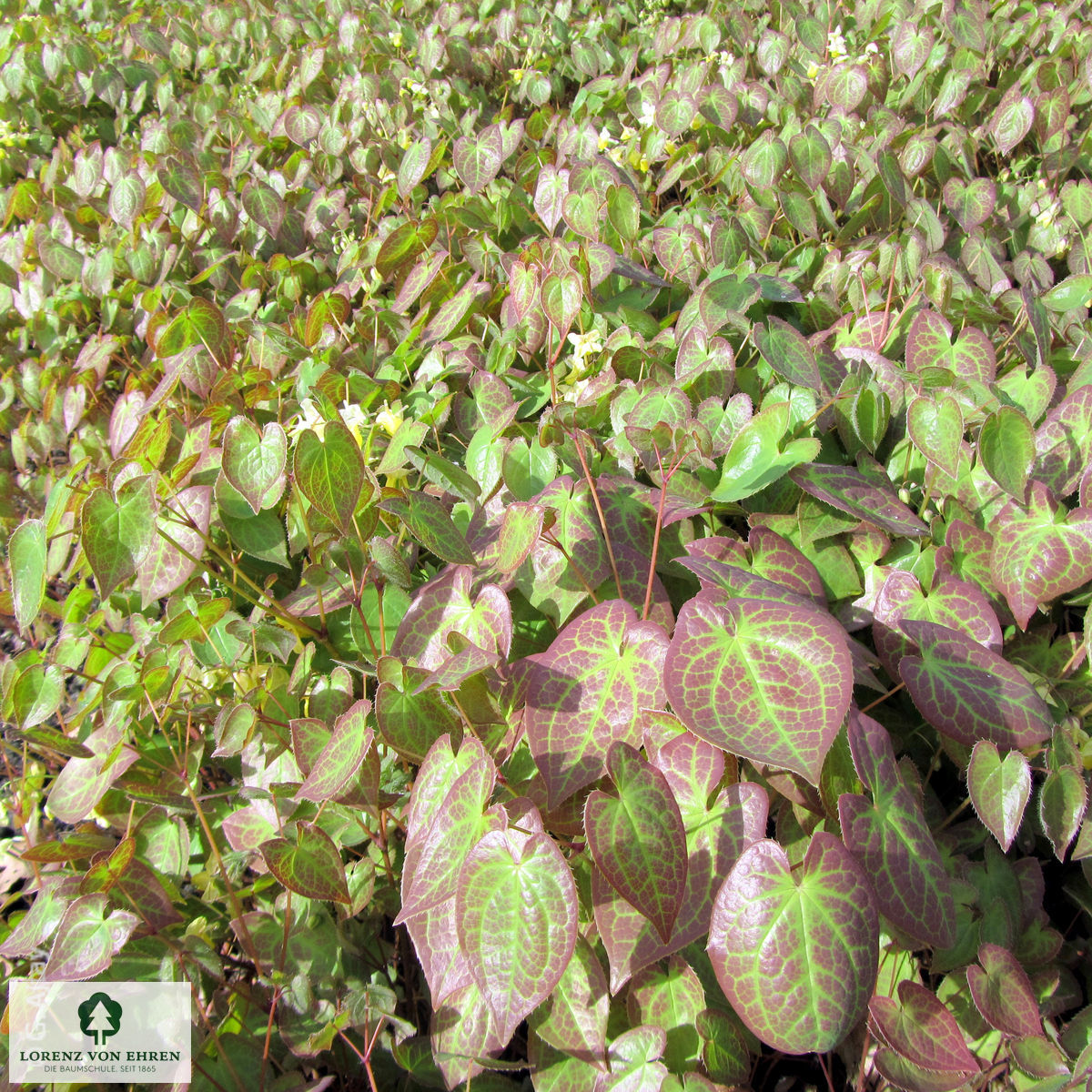 Epimedium versicolor 'Sulphureum'