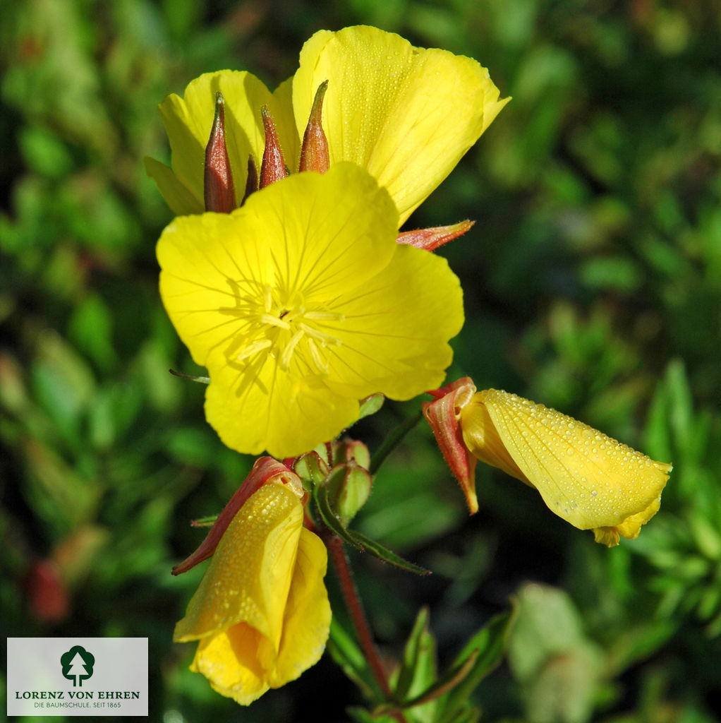 Oenothera tetragona