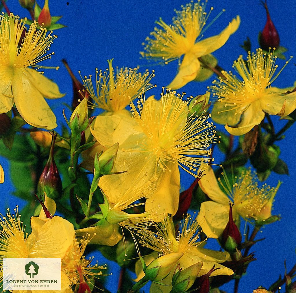 Hypericum moserianum