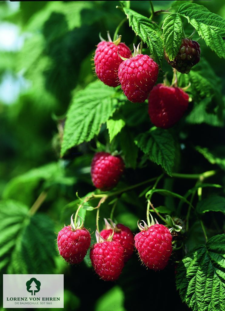 Rubus idaeus 'Malling Promise'