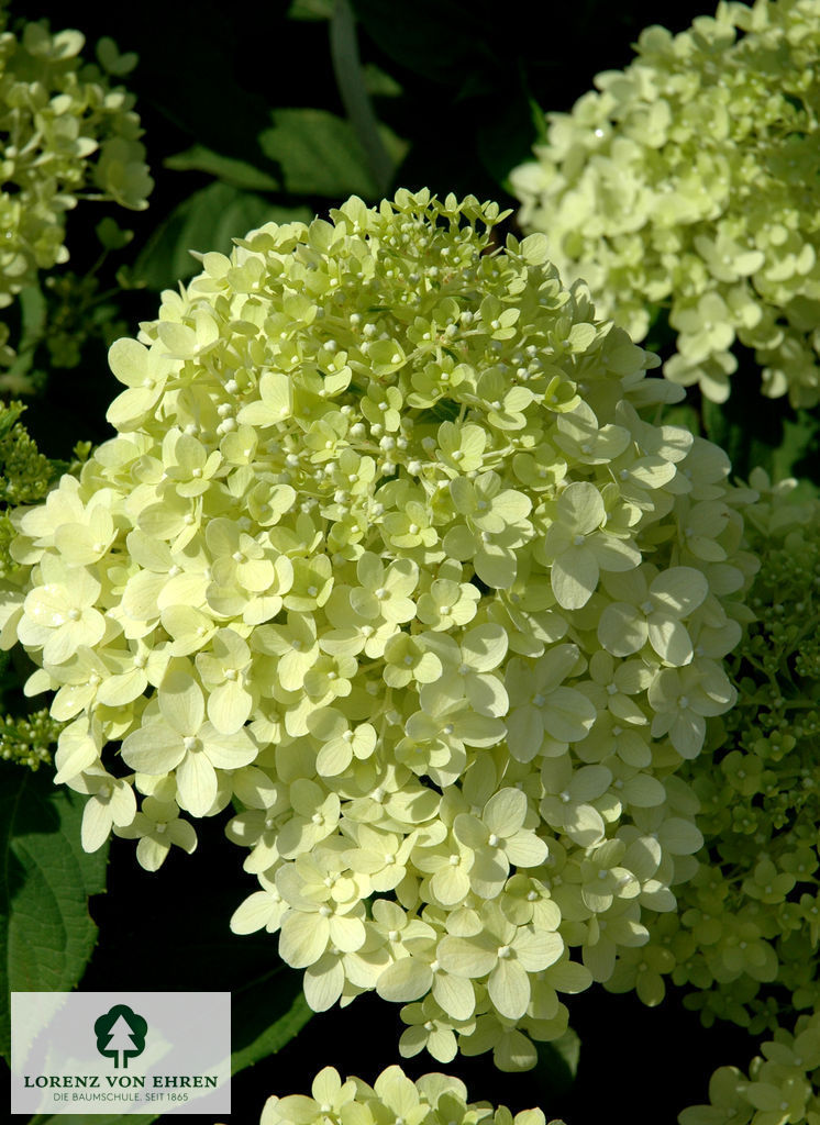 Hydrangea paniculata 'Limelight'