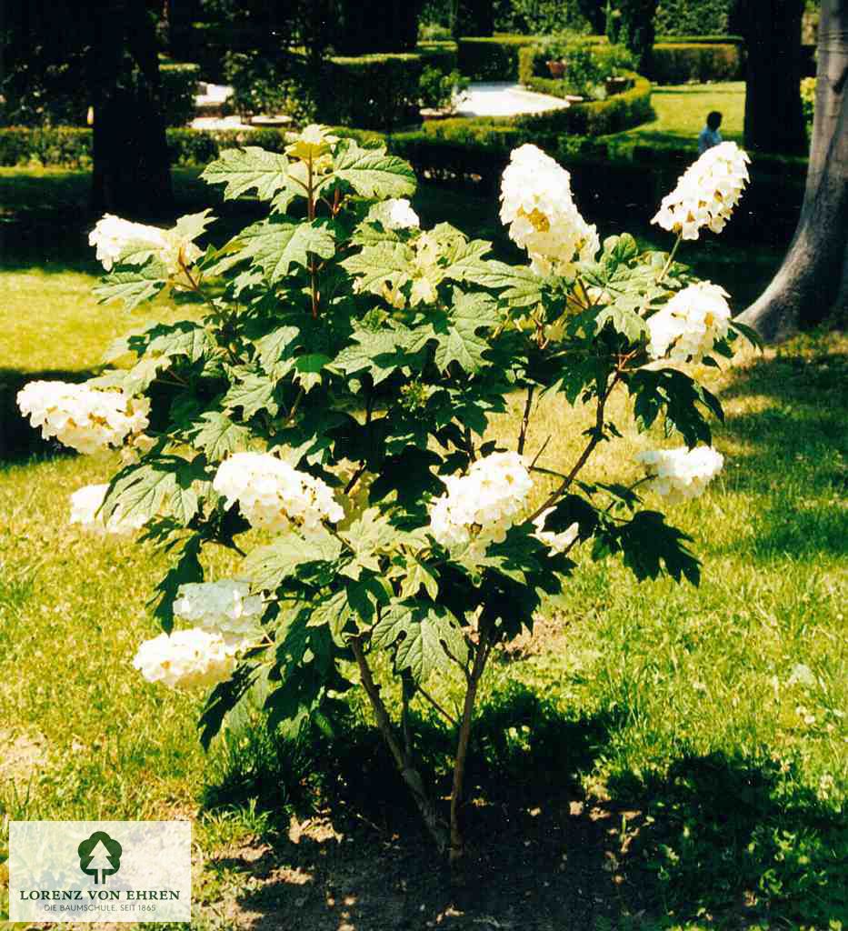 Hydrangea quercifolia