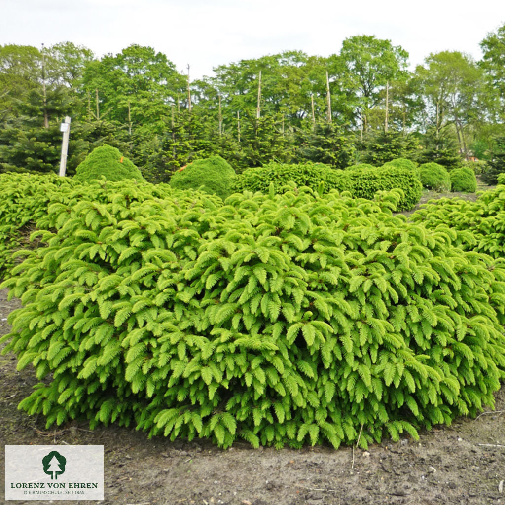 Picea abies 'Nidiformis'