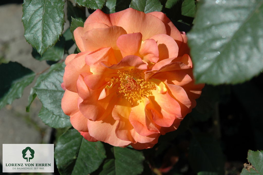 Rosa 'Westerland'