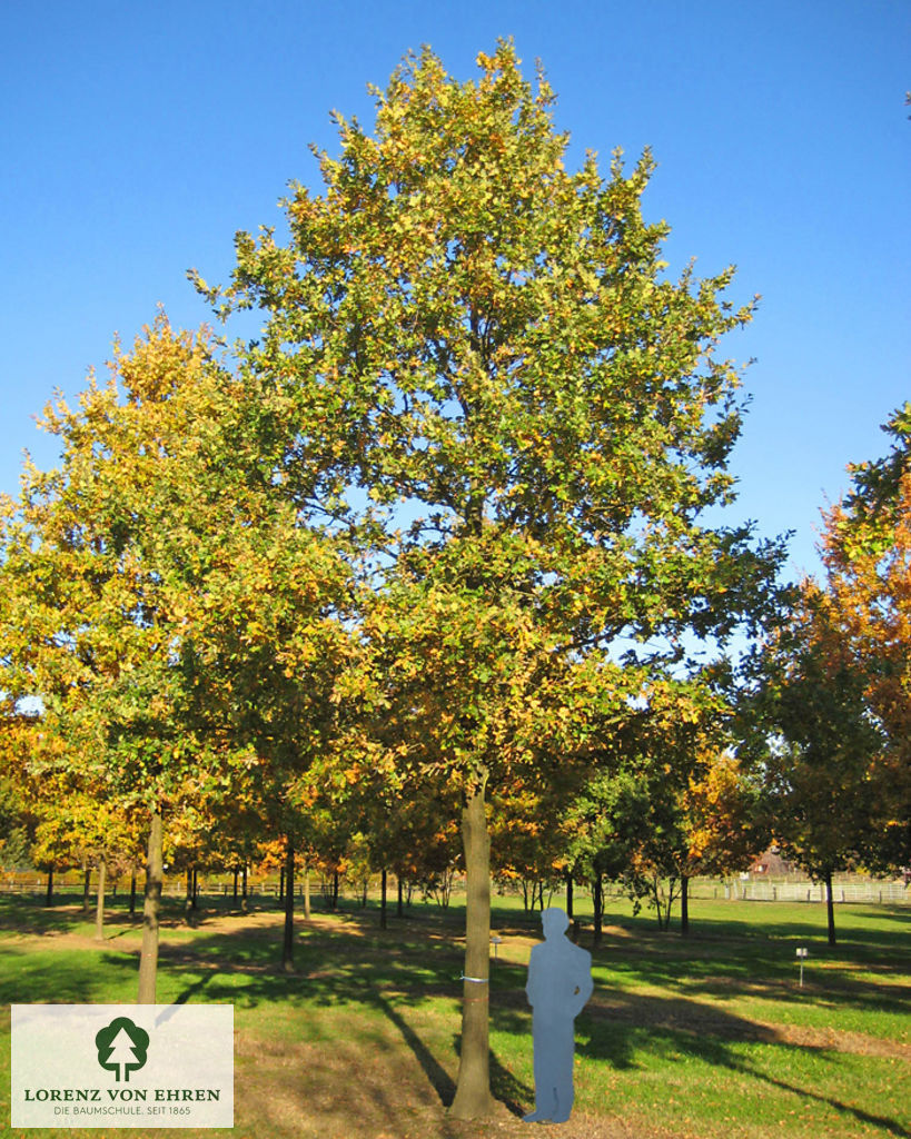 Quercus robur