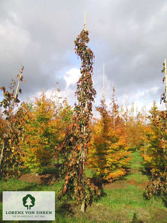 Fagus sylvatica 'Purpurea Pendula'