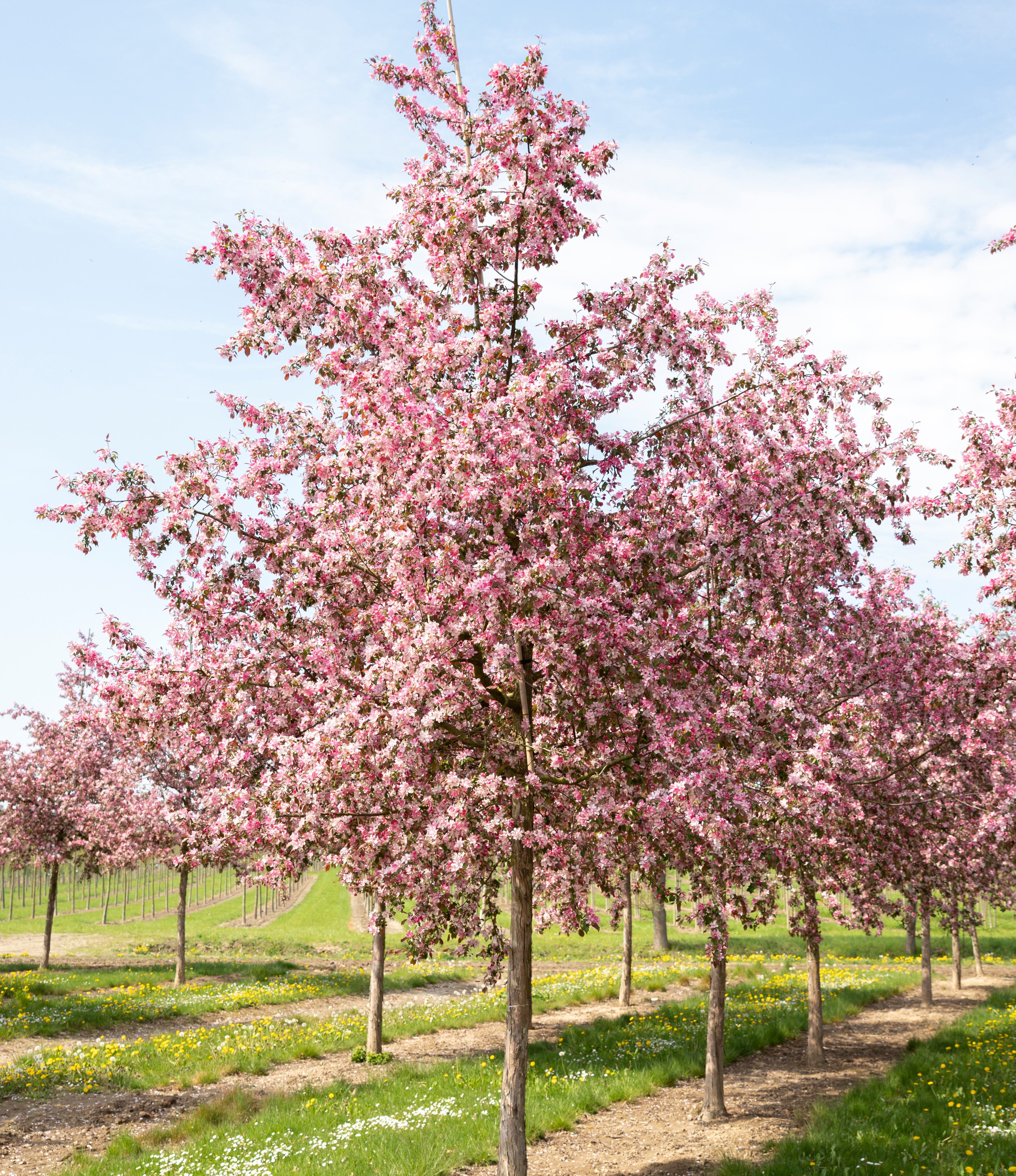 Ein rosa blühender Baum