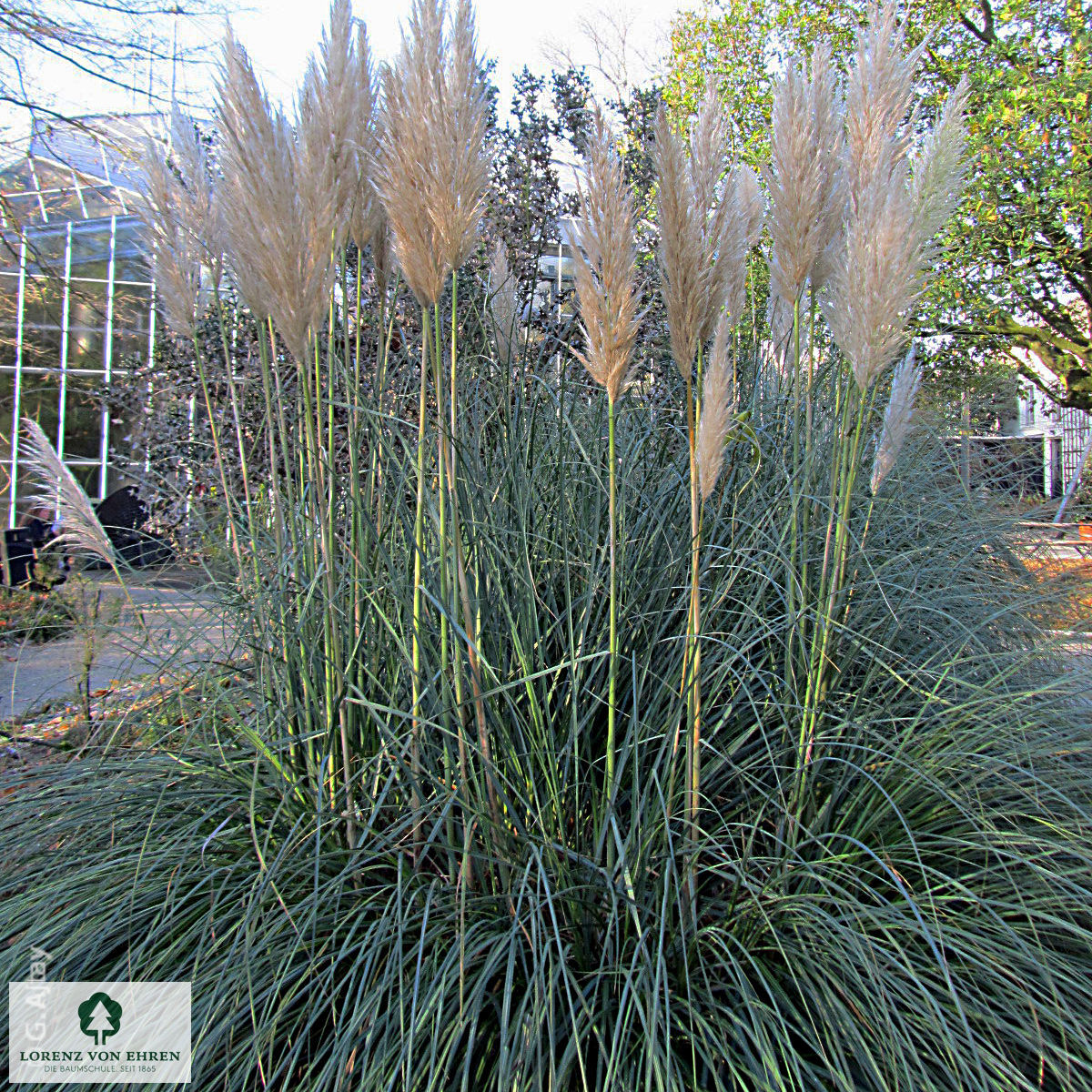 Cortaderia selloana