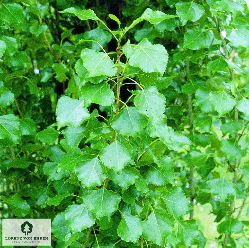 Populus nigra