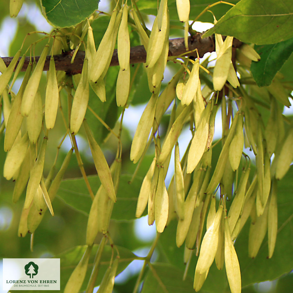 Fraxinus americana microcarpa