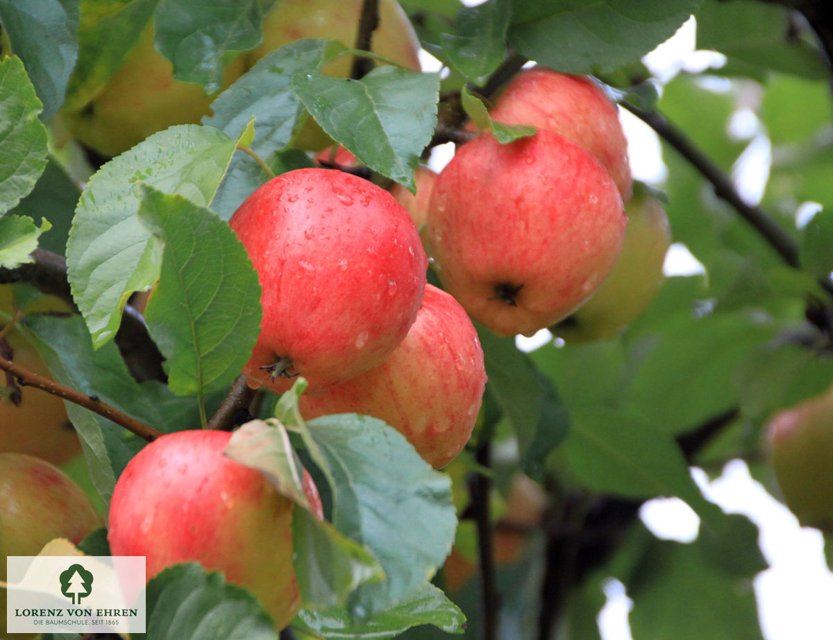 Malus domestica 'Landsberger Renette'