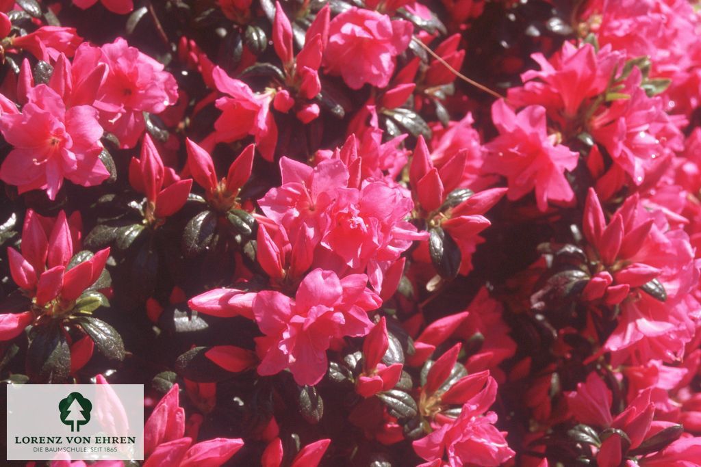 Rhododendron Japanische Azalee 'Melina'