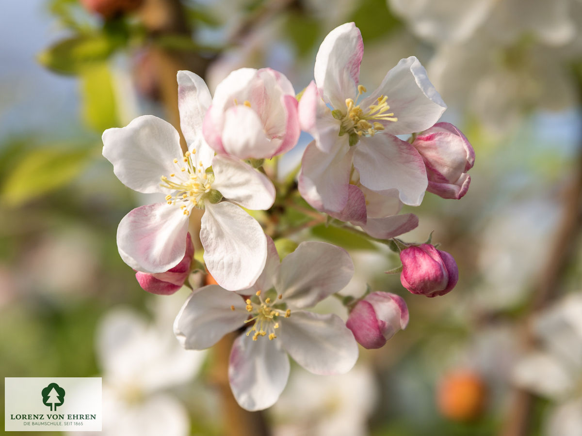 Malus 'Golden Hornet'