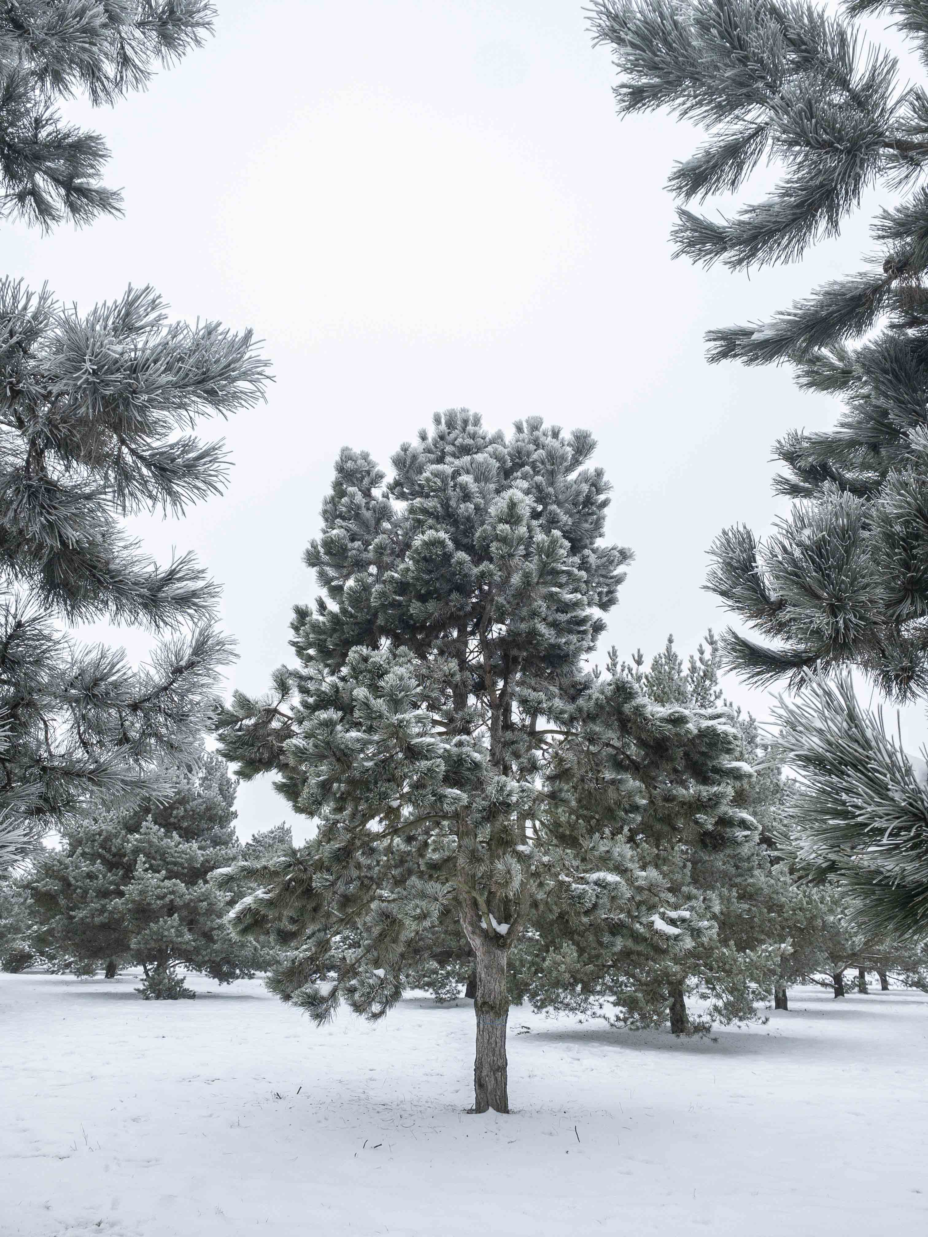 Pinus nigra austriaca  Unikat