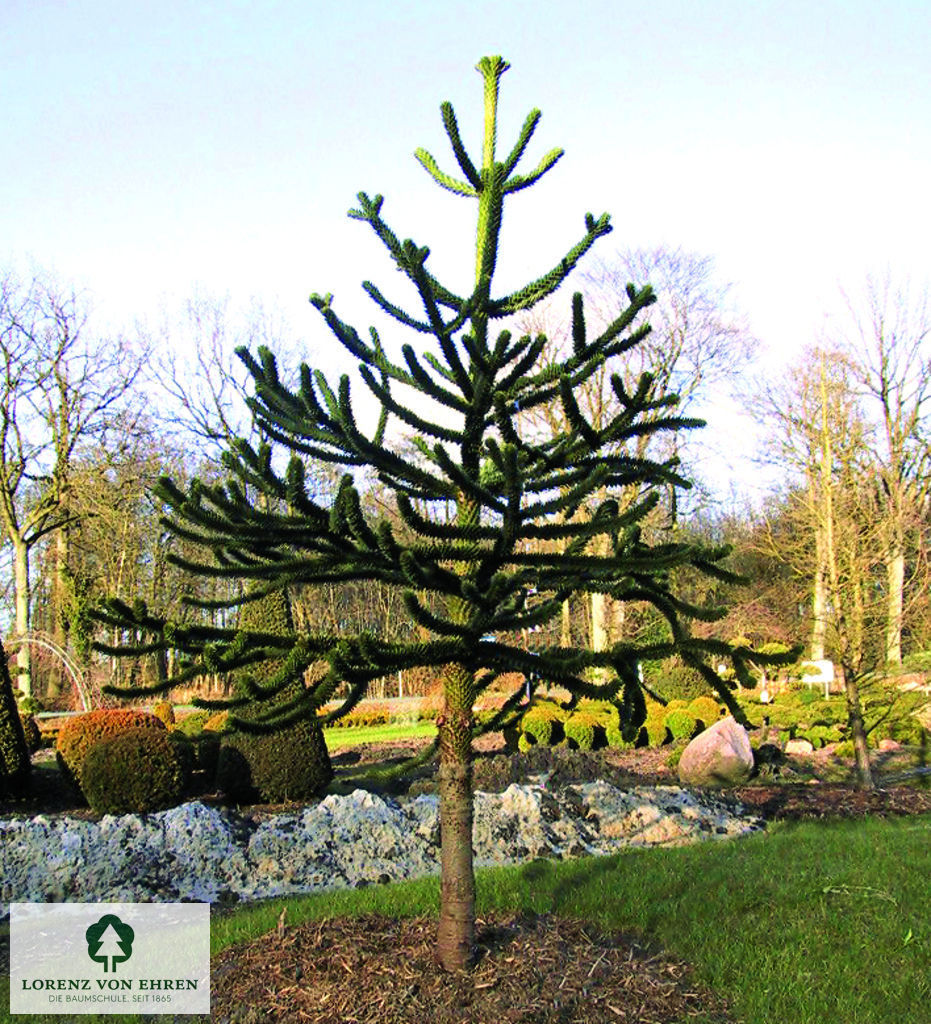 Araucaria araucana