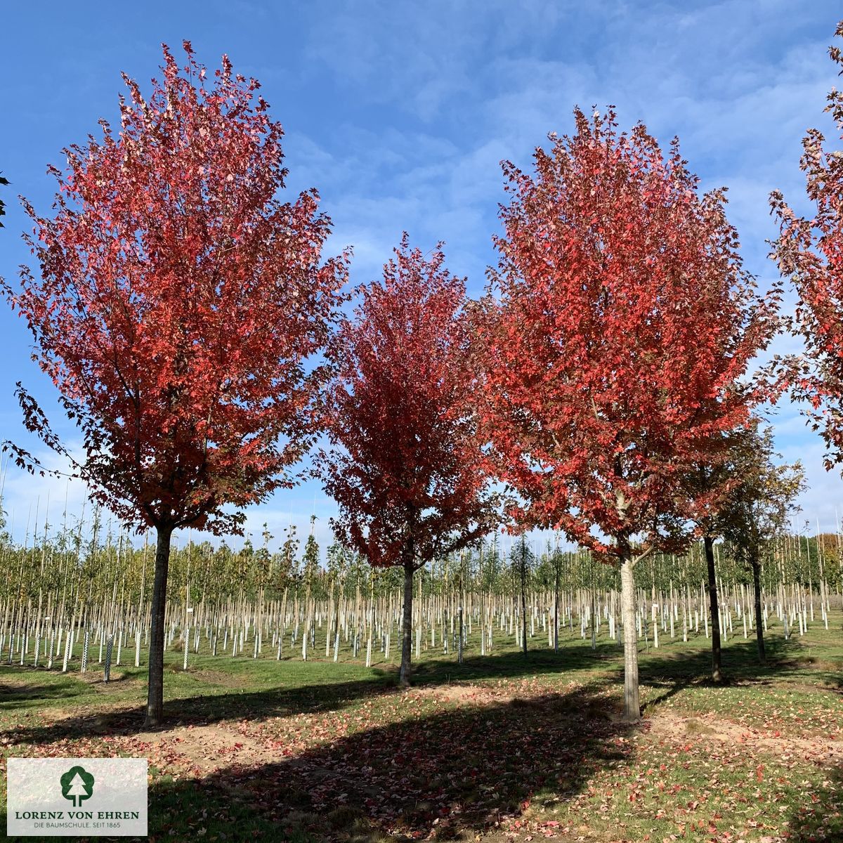 Acer freemanii 'Autumn Blaze'