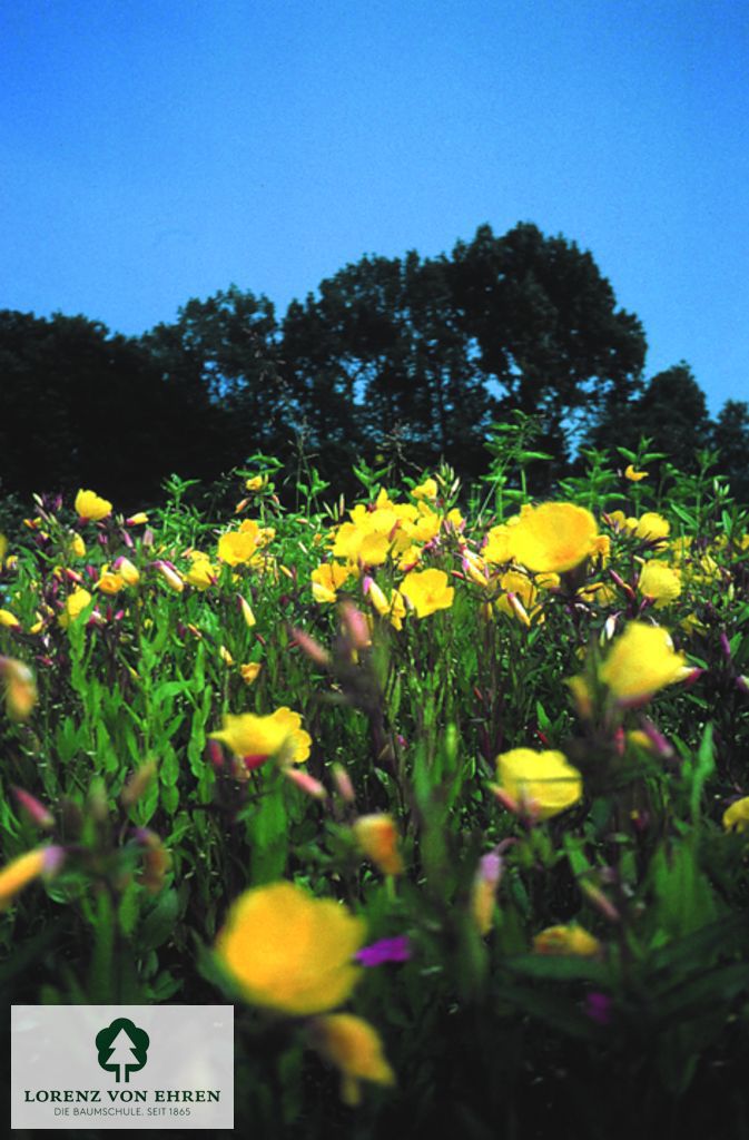Oenothera tetragona