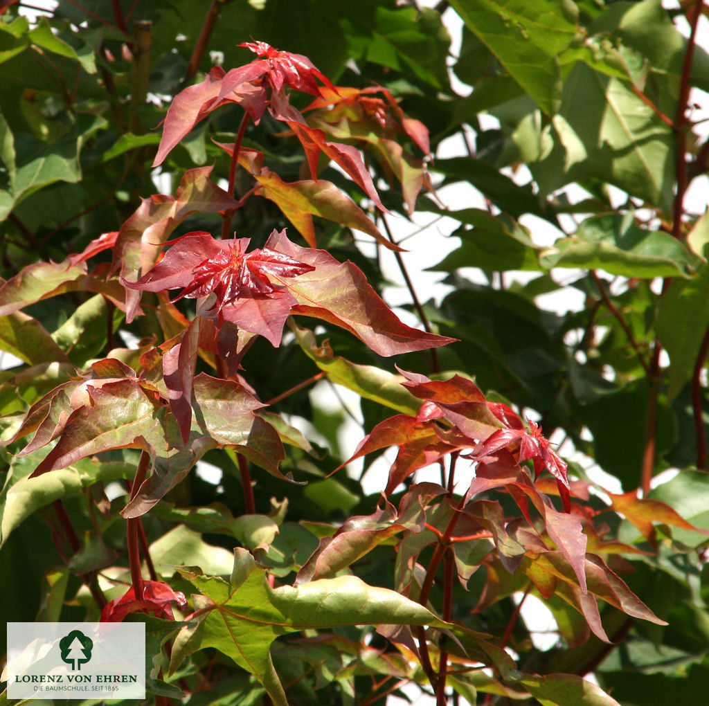 Acer cappadocicum 'Rubrum'