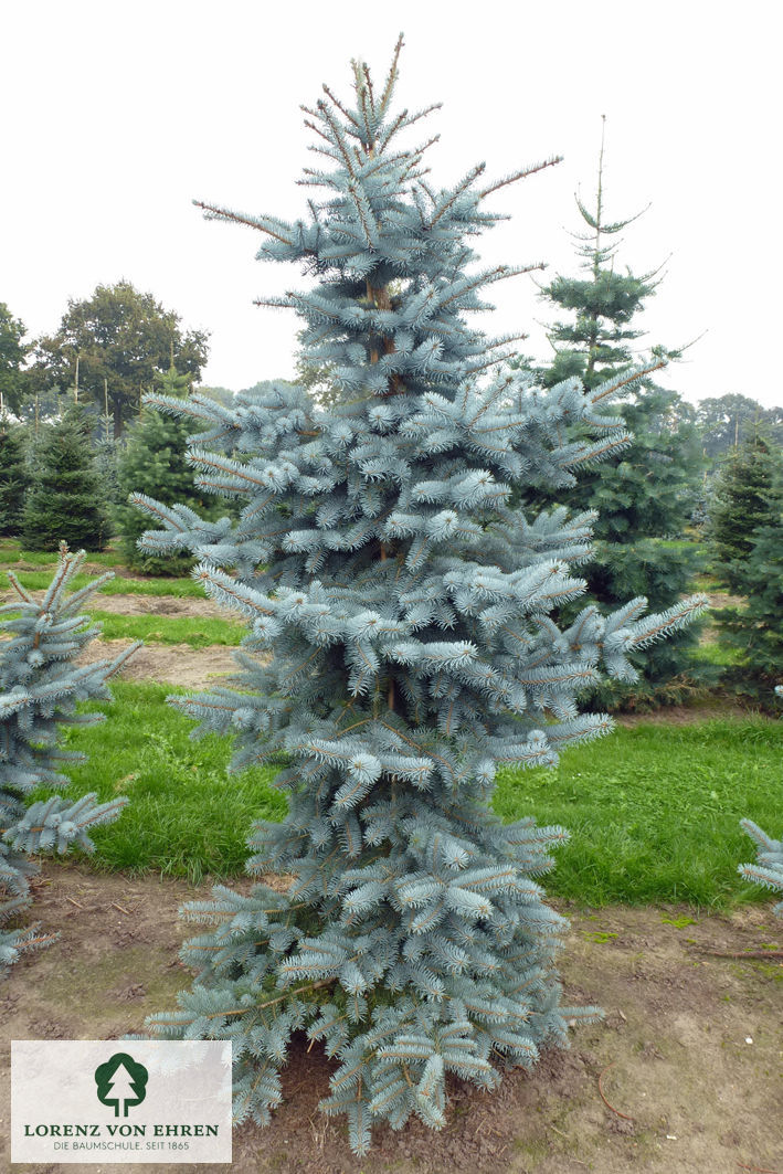 Picea pungens 'Koster'