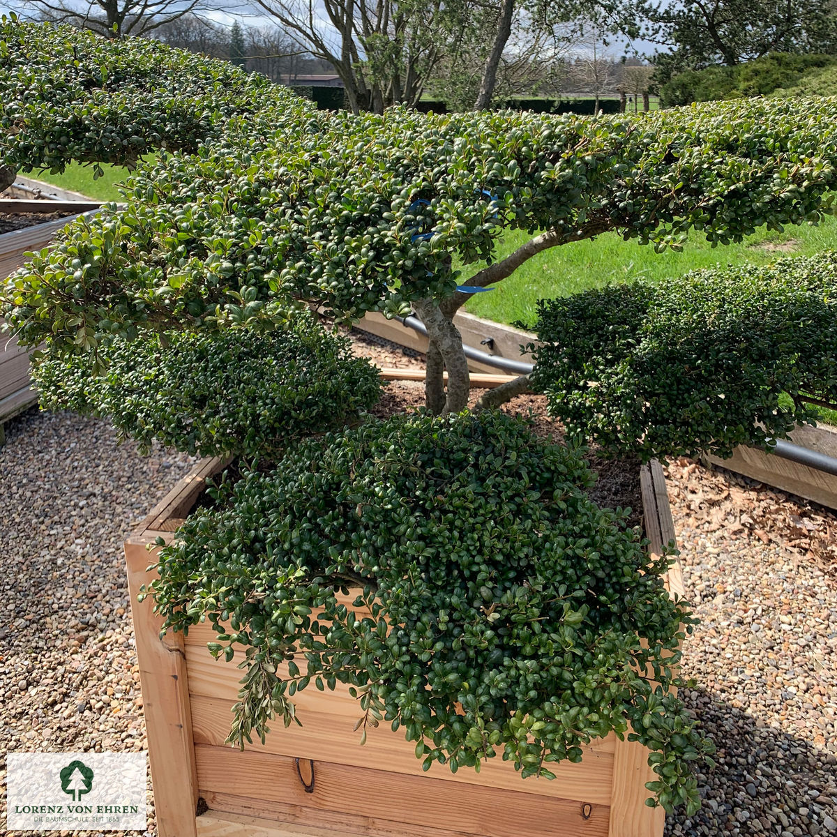 Ilex crenata 'Convexa'